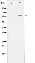 Phospho-NFAT4 (Ser165) Antibody in Western Blot (WB)