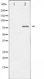 Phospho-FOXO pan (Thr24, Thr32) Antibody in Western Blot (WB)