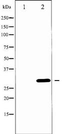 Phospho-BcL-XL (Thr47) Antibody in Western Blot (WB)