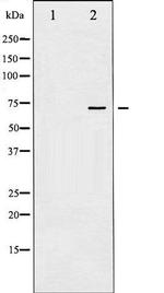 Phospho-SHP-2 (Tyr580) Antibody in Western Blot (WB)