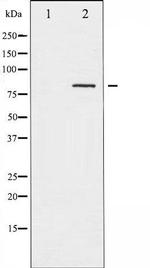 Phospho-Caldesmon (Ser789) Antibody in Western Blot (WB)