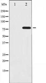 Phospho-PKC delta (Tyr64) Antibody in Western Blot (WB)