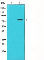 Phospho-PKC delta (Tyr313) Antibody in Western Blot (WB)