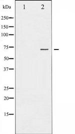 Phospho-PKC zeta (Thr410) Antibody in Western Blot (WB)