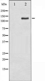Phospho-FAK / PTK2 (Tyr925) Antibody in Western Blot (WB)