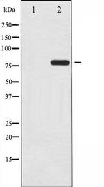 Phospho-c-Rel (Ser503) Antibody in Western Blot (WB)