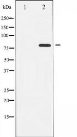 Phospho-PKC theta (Ser676) Antibody in Western Blot (WB)