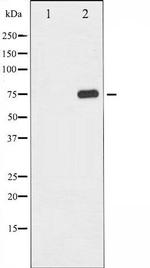 Phospho-NF-kB p65 (Thr435) Antibody in Western Blot (WB)