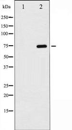 Phospho-NF-kB p65 (Ser529) Antibody in Western Blot (WB)