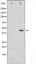 Phospho-MEK1 + MEK2 (Ser221) Antibody in Western Blot (WB)