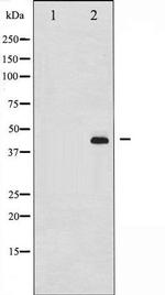Phospho-MEK1 + MEK2 (Ser217) Antibody in Western Blot (WB)