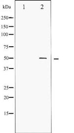 Phospho-RUNX1 / AML1 (Ser276) Antibody in Western Blot (WB)