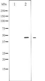 Phospho-E2F1 (Thr433) Antibody in Western Blot (WB)