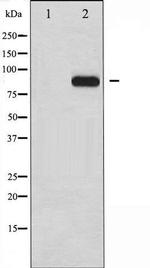 Phospho-HSF1 / Heat Shock Factor 1 (Ser303) Antibody in Western Blot (WB)