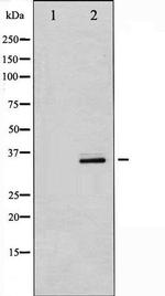 Phospho-Cdk5 (Tyr15) Antibody in Western Blot (WB)