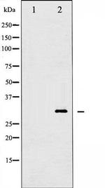 Phospho-14-3-3 delta/zeta (Thr232) Antibody in Western Blot (WB)