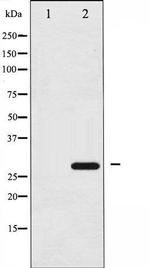 Phospho-14-3-3 zeta (Ser58) Antibody in Western Blot (WB)