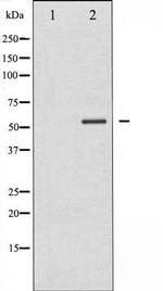Phospho-PTEN (Ser370) Antibody in Western Blot (WB)