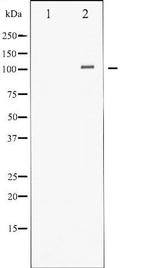 Phospho-HDAC4 (Ser632) Antibody in Western Blot (WB)