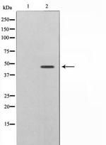 Phospho-Caspase 9 (Thr125) Antibody in Western Blot (WB)