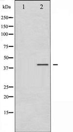 Phospho-CrkII (Tyr221) Antibody in Western Blot (WB)