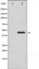 Phospho-GATA4 (Ser105) Antibody in Western Blot (WB)