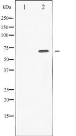 Phospho-SYK (Tyr525) Antibody in Western Blot (WB)