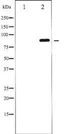 Phospho-GluR2 (Ser880) Antibody in Western Blot (WB)