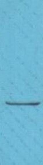 Phospho-p21/Cip1 (Thr145) Antibody in Western Blot (WB)