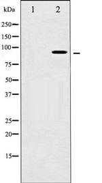 Phospho-AHR (Ser36) Antibody in Western Blot (WB)