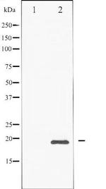 Phospho-CHOP / GADD153 (Ser30) Antibody in Western Blot (WB)
