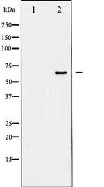 Phospho-Shc (Tyr427) Antibody in Western Blot (WB)