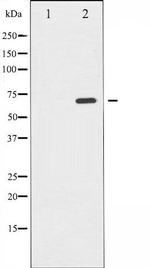 Phospho-Shc (Tyr349) Antibody in Western Blot (WB)
