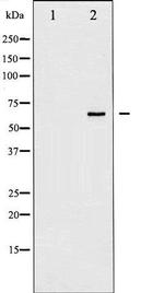 Phospho-SHP-1 (Tyr536) Antibody in Western Blot (WB)