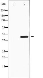 Phospho-MKP1/MKP2 (Ser296, Ser318) Antibody in Western Blot (WB)