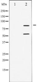 PI3K p85/p55 Antibody in Western Blot (WB)