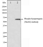 Phospho-Synaptotagmin 1 (Thr202) Antibody in Western Blot (WB)