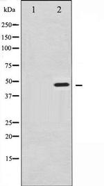 Phospho-Synaptotagmin 1 (Ser309) Antibody in Western Blot (WB)