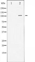 Phospho-NFkB p50 (Ser893) Antibody in Western Blot (WB)