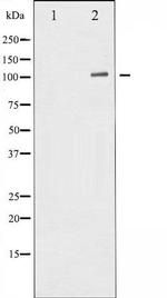 Phospho-NFkB p50 (Ser932) Antibody in Western Blot (WB)