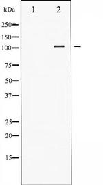 Phospho-NFkB p50 (Ser927) Antibody in Western Blot (WB)