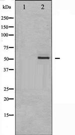 Phospho-Erythropoietin Receptor (Tyr368) Antibody in Western Blot (WB)
