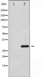 Phospho-ATF1 (Ser63) Antibody in Western Blot (WB)