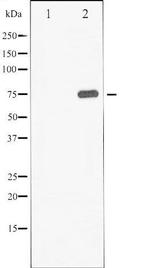 Phospho-Synapsin 1 (Ser9) Antibody in Western Blot (WB)