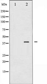 Phospho-JunD (Ser255) Antibody in Western Blot (WB)