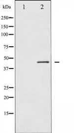 Phospho-Connexin 43 (Ser367) Antibody in Western Blot (WB)