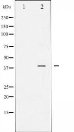 Phospho-JunB (Ser259) Antibody in Western Blot (WB)