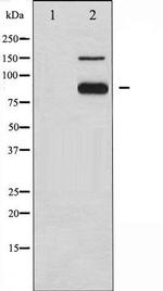 Phospho-CD31 / PECAM-1 (Tyr713) Antibody in Western Blot (WB)