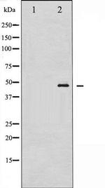 Phospho-GATA1 (Ser142) Antibody in Western Blot (WB)