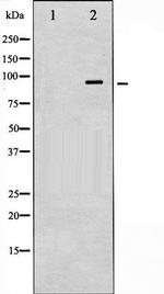 Phospho-VAV1 (Tyr174) Antibody in Western Blot (WB)